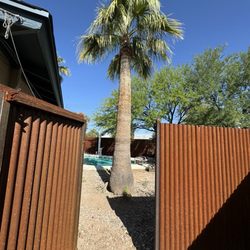 Quality Tree Service - Palm tree that they have trimmed for 12 years removed for a new ramada project.