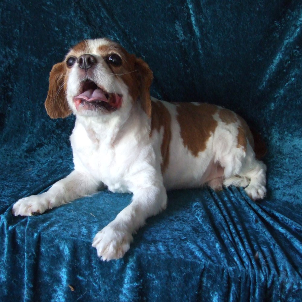 Top 10 Best Pets near Emsworth, Hampshire, United Kingdom - November 2023 -  Yelp