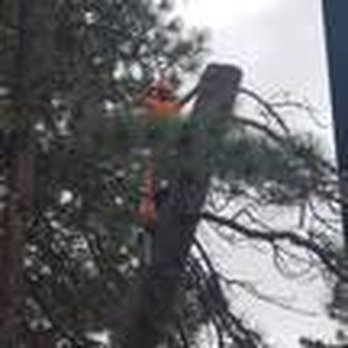 A & Z Tree Service/Landscaping - a man trimming a tree - Tree Services Near Me A & Z Tree Service/Landscaping - a man trimming a tree - Tree Services Near Me