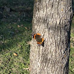 McAllister Park - Beautiful butterfly
