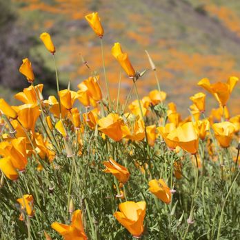 Walker Canyon Ecological Reserve - Wildlife Hunting Ranges Near Me