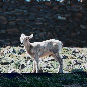 Mt. Washburn - Lamb! So cute - Hiking Near Me - Yellowstone National Park, Wyoming Mt. Washburn - Lamb! So cute - Hiking Near Me - Yellowstone National Park, Wyoming