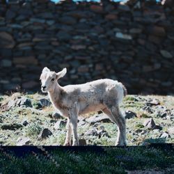 Mt. Washburn - Lamb! So cute