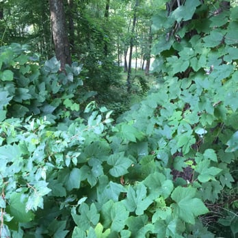 Woodland Campsites - Campgrounds Near Me - Somerset, Pennsylvania Woodland Campsites - Campgrounds Near Me - Somerset, Pennsylvania