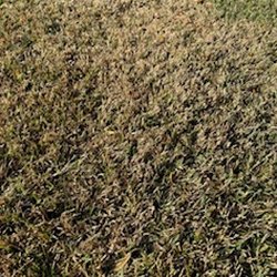 TruGreen Lawn Care - My Lawn after over $1000.00 in service from TruGreen