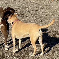 Patricia Simonet Laughing Dog Park