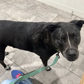 Playtime Pet Resort - Injuries on dog - Pet Sitting Near Me - Exeter, New Hampshire