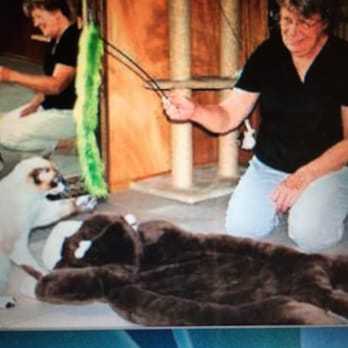 Madame's Cathouse - Sharon is the best! - Pet Boarding Near Me