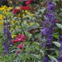 Photo of Michael Todd's Landscape Specialties