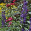 Michael Todd's Landscape Specialties gift card
