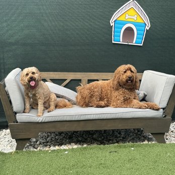 Pawfect Pals Miami - Riley and Nala chilling. - Dog Walkers Near Me - Miami, Florida Pawfect Pals Miami - Riley and Nala chilling. - Dog Walkers Near Me - Miami, Florida