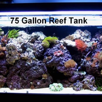 Lau's H2O Habitats - Fish Tank Coral - Aquariums Near Me - San Francisco, California Lau's H2O Habitats - Fish Tank Coral - Aquariums Near Me - San Francisco, California