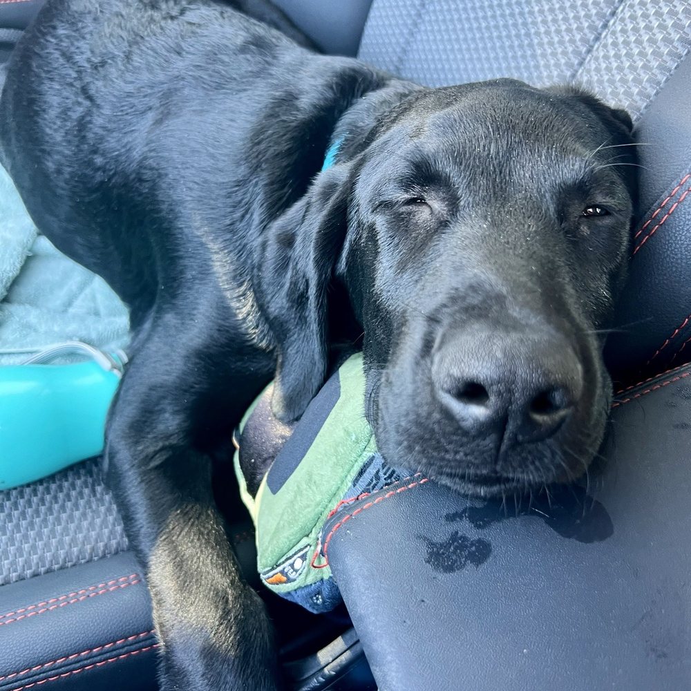 Denny played too hard with his new Subaru Denny played too hard with his new Subaru