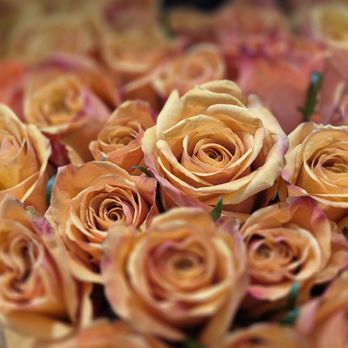 Costco - Roses - Wholesale Stores Near Me - Alhambra, California Costco - Roses - Wholesale Stores Near Me - Alhambra, California