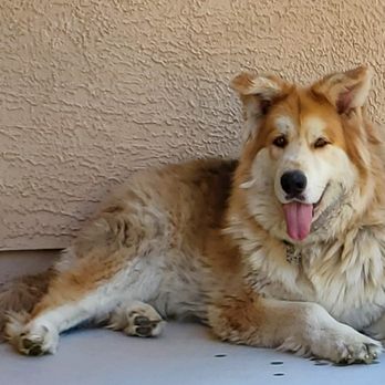Nevada Pet Hospice - Big Jake - Veterinarians Near Me - Las Vegas, Nevada Nevada Pet Hospice - Big Jake - Veterinarians Near Me - Las Vegas, Nevada