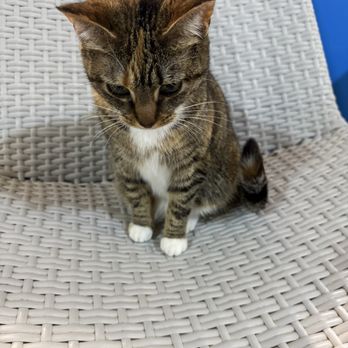 Nine Lives Cat Cafe - Coffee & Tea Near Me - Indianapolis, Indiana Nine Lives Cat Cafe - Coffee & Tea Near Me - Indianapolis, Indiana