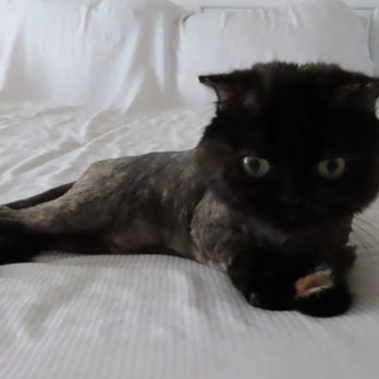 Purr Erze - Hope loving her new cut! - Pet Groomers Near Me - Novato, California Purr Erze - Hope loving her new cut! - Pet Groomers Near Me - Novato, California