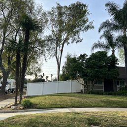 Before pic of tree removal Before pic of tree removal
