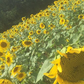 Bush-N-Vine Farm - Beautiful field with butterflies and Sunflowers included #LEWReviews #TheOriginalCharlestonian - Fruits & Veggies Near Me - York, South Carolina Bush-N-Vine Farm - Beautiful field with butterflies and Sunflowers included #LEWReviews #TheOriginalCharlestonian - Fruits & Veggies Near Me - York, South Carolina