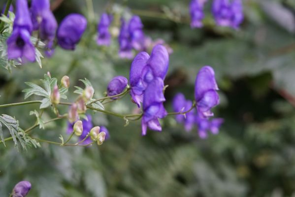 Bishop’s and Earl's Palaces by null