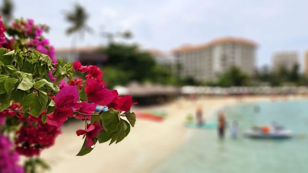 Shangri-La Mactan, Cebu by null