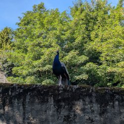 Belfast Zoo