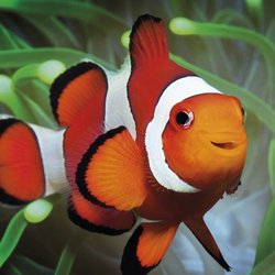 Coral Sea Aquariums - Coral Sea Aquarium