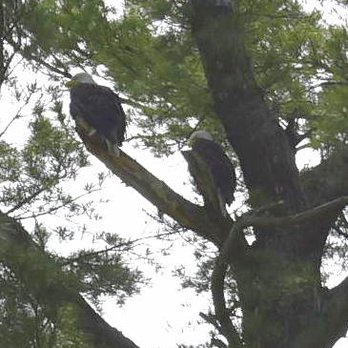 North Lions Park - Two eagles perched in a tree at North Lions Park. - Parks Near Me North Lions Park - Two eagles perched in a tree at North Lions Park. - Parks Near Me