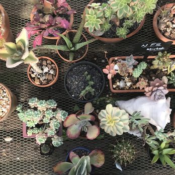 Shelldance Orchid Gardens - Nurseries & Gardening Near Me - Pacifica, California