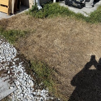 Rocket Pest Control - Grass killed by Rocket pest control - Pest Control Near Me - Port St Lucie, Florida Rocket Pest Control - Grass killed by Rocket pest control - Pest Control Near Me - Port St Lucie, Florida