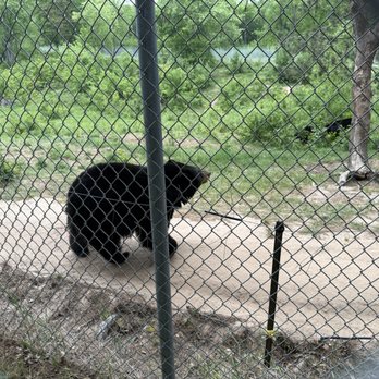 Oswald's Bear Ranch - Zoos Near Me - Newberry, Michigan