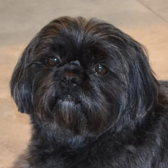 Jesse's Dog Grooming - Pet Groomers Near Me - Yuba City, California Jesse's Dog Grooming - Pet Groomers Near Me - Yuba City, California