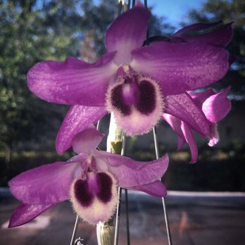 CK Orchids - One of the two more uncommon orchids we got today; so gorgeous, unique, and a great addition to my growing collection - Nurseries & Gardening Near Me - St. Petersburg, Florida CK Orchids - One of the two more uncommon orchids we got today; so gorgeous, unique, and a great addition to my growing collection - Nurseries & Gardening Near Me - St. Petersburg, Florida