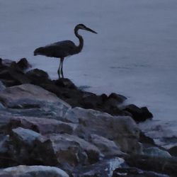 Cross Rip Camp - Blue heron fishing at Cross Rip Campground