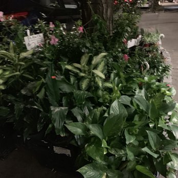 Best Flower Shop - Florists Near Me - Rego Park, New York Best Flower Shop - Florists Near Me - Rego Park, New York