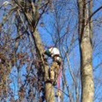 ForesTree Services - Tree Services Near Me - Tyngsboro, Massachusetts ForesTree Services - Tree Services Near Me - Tyngsboro, Massachusetts
