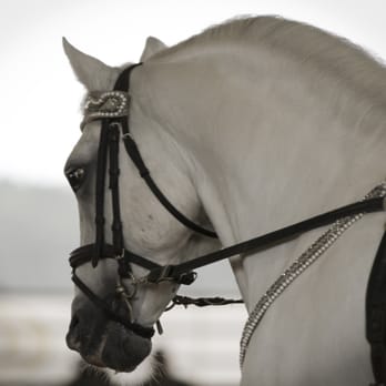 MWTV Productions - Equestrian Photography - Session Photography Near Me MWTV Productions - Equestrian Photography - Session Photography Near Me
