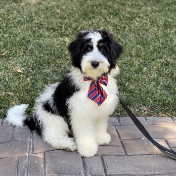 Barkingham Palace - Pet Groomers Near Me - Thousand Oaks, California Barkingham Palace - Pet Groomers Near Me - Thousand Oaks, California