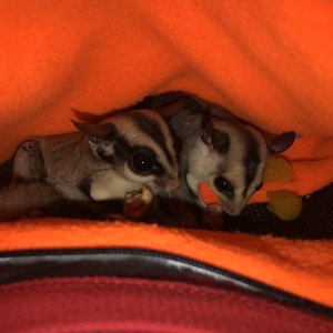 universal car boot divider