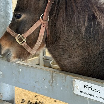 The Amish Village - Frizz the pony. So sweet. - Tours Near Me - Ronks, Pennsylvania The Amish Village - Frizz the pony. So sweet. - Tours Near Me - Ronks, Pennsylvania