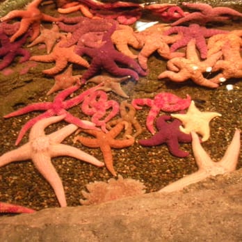 Seattle Aquarium - Aquariums Near Me - Seattle, Washington Seattle Aquarium - Aquariums Near Me - Seattle, Washington