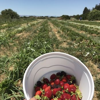 Pacific Star Gardens - Picked some fresh strawberries! - Grocery Near Me - Woodland, California Pacific Star Gardens - Picked some fresh strawberries! - Grocery Near Me - Woodland, California