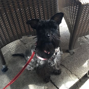 Sara's Tea Garden - Jazz enjoying her visit to Sara's tea garden. - Coffee & Tea Near Me - Leigh-on-Sea, SOS Sara's Tea Garden - Jazz enjoying her visit to Sara's tea garden. - Coffee & Tea Near Me - Leigh-on-Sea, SOS