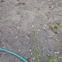 Creeds Tree Service - Lots of concrete and trash (rags, glass, little plastic toys,...)