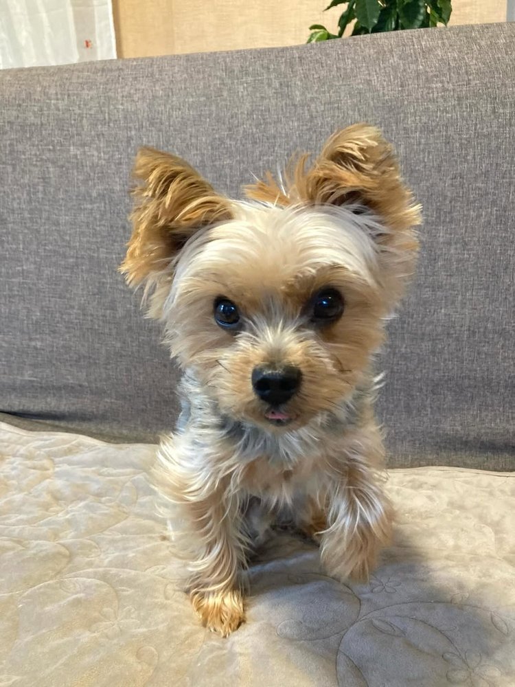 Come Sit Stay - pet boarding facility in Littleton, CO