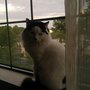 Photo of DOGS ARE AWESOME Pet Sitting Services