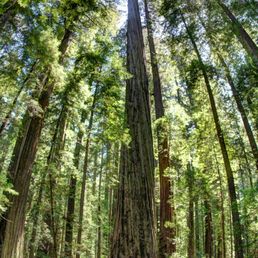 Founder's Tree Reaching To The Sky!