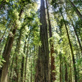 Founders Grove - Founder's Tree Reaching To The Sky! - Parks Near Me - Weott, California