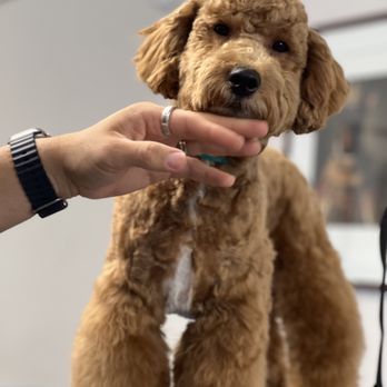 Dash Pet Pawlor - Pet Groomers Near Me - Whittier, California Dash Pet Pawlor - Pet Groomers Near Me - Whittier, California