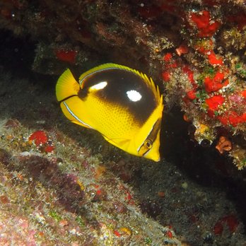 Seasport Divers - 4 spot butterfly fish - Scuba Diving Near Me - Koloa, Hawaii Seasport Divers - 4 spot butterfly fish - Scuba Diving Near Me - Koloa, Hawaii